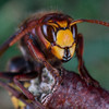 Hoornaar (vespa crabro)