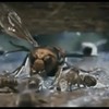 Hoornaar wordt gepwnd