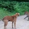 Straathond versus luipaard