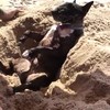 Hond begraven