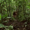 Orang Oetan heeft teringveel honger