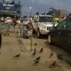 Vogelinvasie op het parkeerterrein