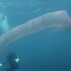 Wtf-worm in de zee