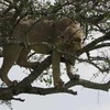 Leeuw zit vast in boom