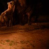 Hyena grijpt buffel