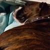 Hond snurkt als in cartoon