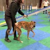 Apporteren met blinde hond