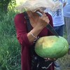 Meloen cutten