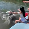 Leuk met dolfijnen zwemmen