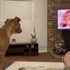 Hond kijkt tv