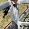 Vogel met kopzorgen