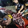 Walvis aangespoeld met 40kg plastic in maag