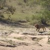 Buffel versus leeuwen en krokodillen
