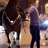Politiepaard is ontsnapt