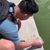 Schildpadje vrijlaten in de water