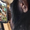 Online aapjes kijken