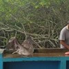 Vismarkt op de Galapagos Eilanden