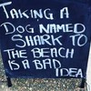 Hondje mee naar het strand