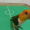 Mijn vogel kan voetballen