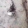 Fucken met mieren