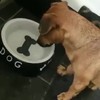 Hond vangt bot