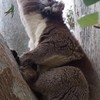 Koala stikt in eigen paringsroep