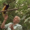 Sir David Attenborough met onderbreekvogel