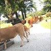 Koeieninvasie in de tuin