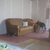 Honden houden van slapsticks
