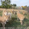 Extra dichtbij in het safaripark