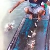 Piranha vissen