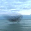 Vogelzwermen in de lucht