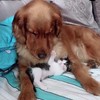 Kitten laat hond niet slapen