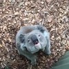 Hoe doet een koala