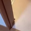 Zeer hardnekkige kakkerlak