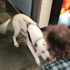 Dakloze man ziet zijn hondje terug