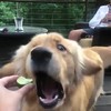 Hond versus limoen