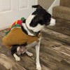 Hotdog geeft pootje