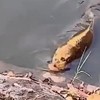 Alien-vis gespot in China