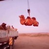 Dubbel geparkeerde kameel