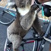 Dorstige koala springt achterop fiets