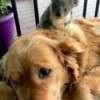 Babykoala gered in Australië