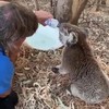 Geredde koala is een beetje aanhankelijk
