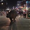 Neushoorn maakt stadswandeling