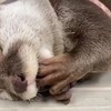 Otter in diepe slaap
