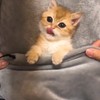 Kitten pesten