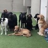 Honden in de opvang