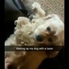 Hond wakker maken met taser