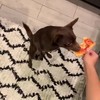 Hond vs pizza