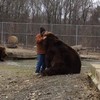 Twee beren huggen het uit